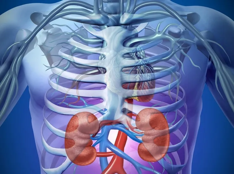 Localizzazione anatomica dei reni