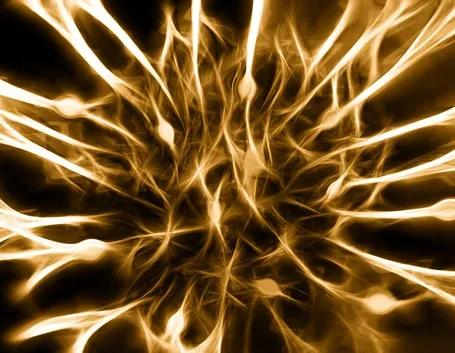 Attività elettrica della fibra nervosa