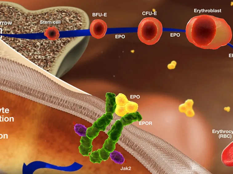 Meccanismo di formazione delle cellule sanguigne