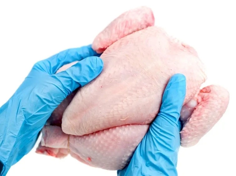 Pollame crudo salmonella