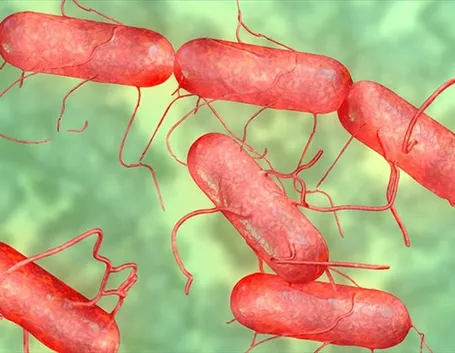 Salmonella vista al microscopio