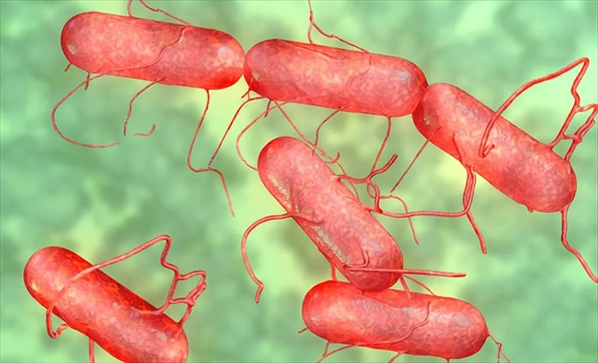 Salmonella vista al microscopio