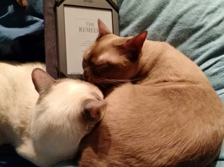 Toxoplasmosi contagio