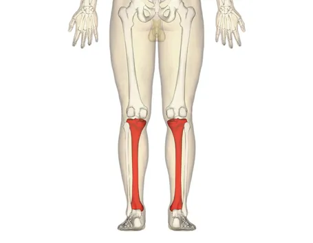 Tibia umana
