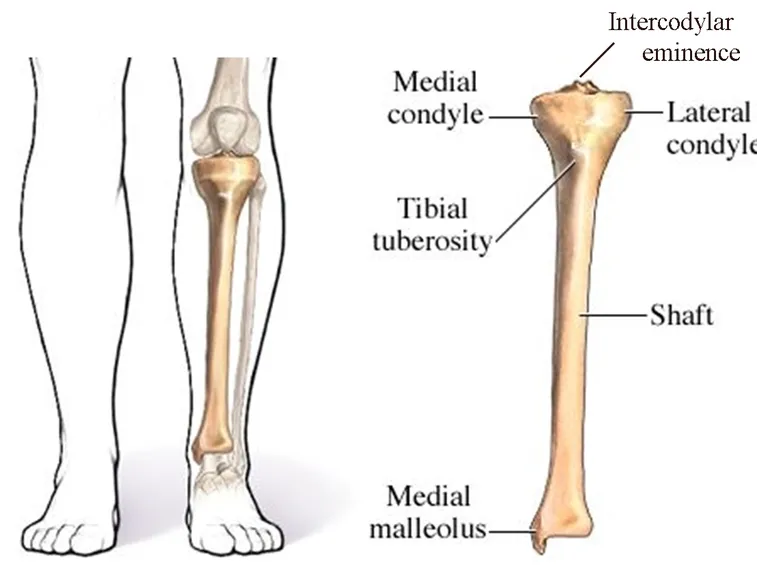 Anatomia della tibia

