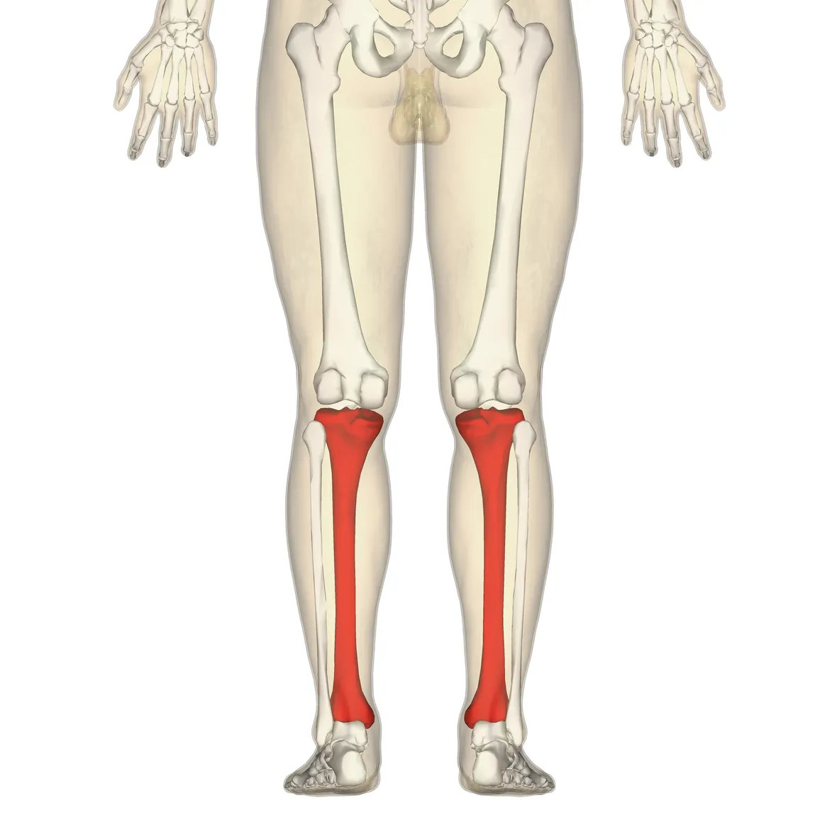 Tibia umana