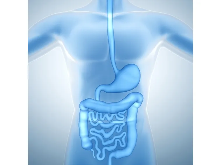 Immagine del colon