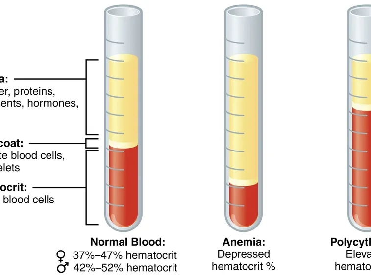 I corretti valori del sangue
