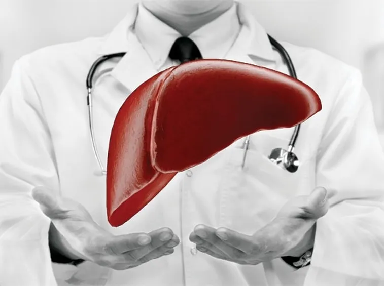 Medico, fegato sano