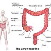 Anatomia del colon