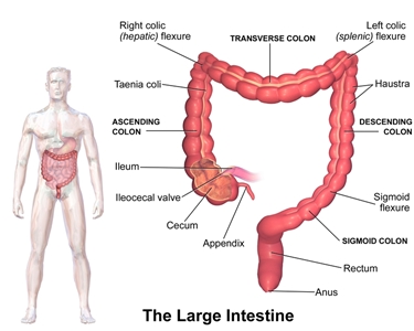 Anatomia del colon