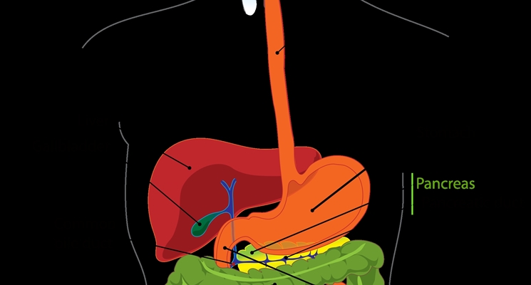 Come avviene la digestione