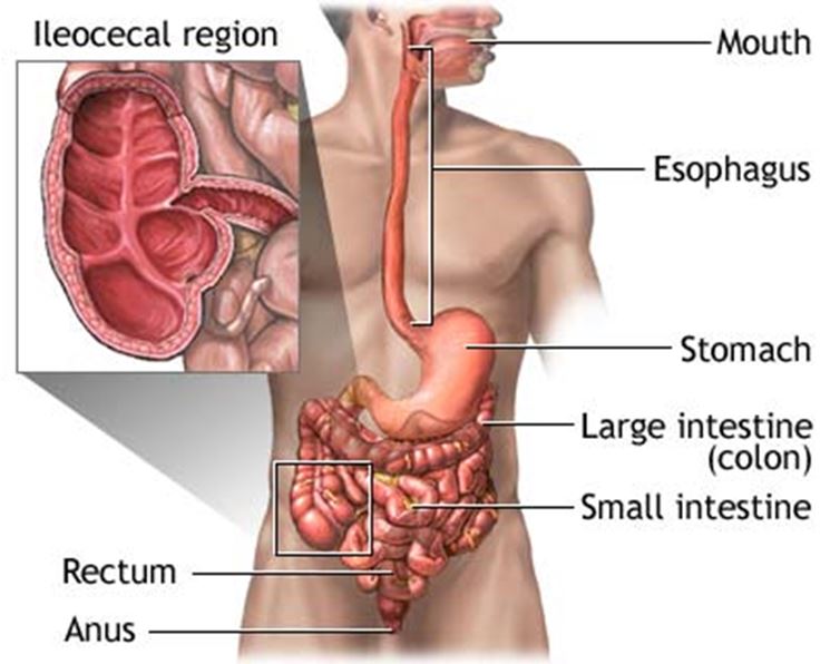 Sezione del corpo umano