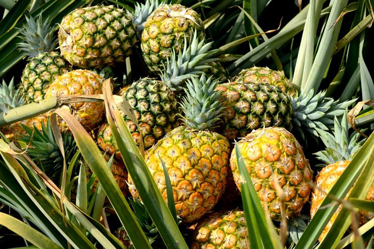 ananas