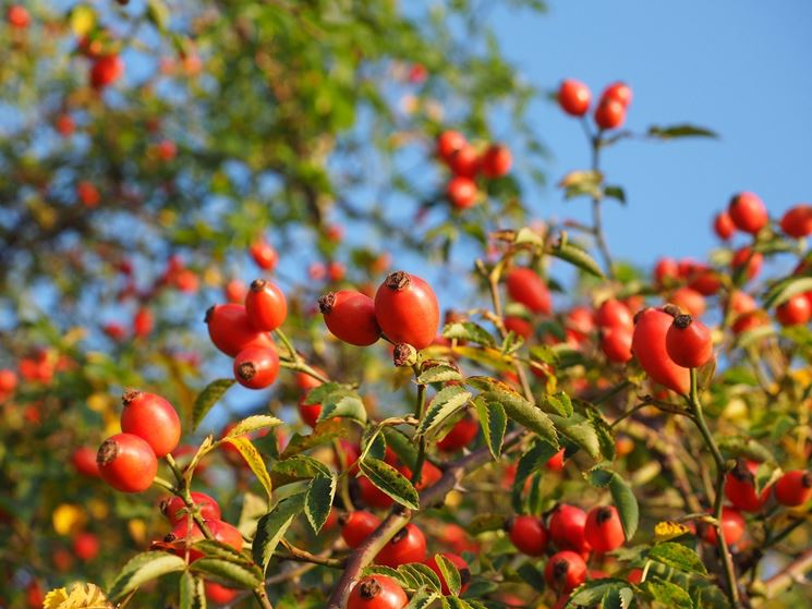 bacche di rosa canina