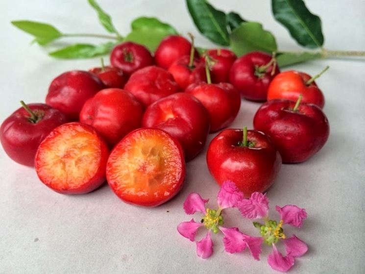 acerola frutto