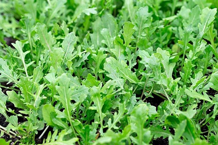 rucola