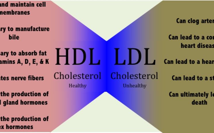 Colesterolo LDL e HDL