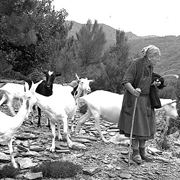 Da sempre le capre hanno caratterizzato le zone montane