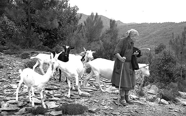 Da sempre le capre hanno caratterizzato le zone montane