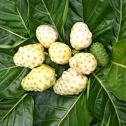 Pianta del Noni