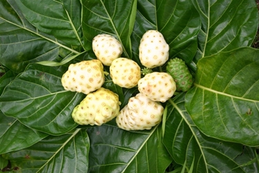 Pianta del Noni