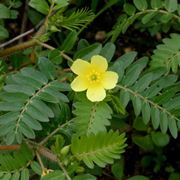 Fiore di tribulus terrestris