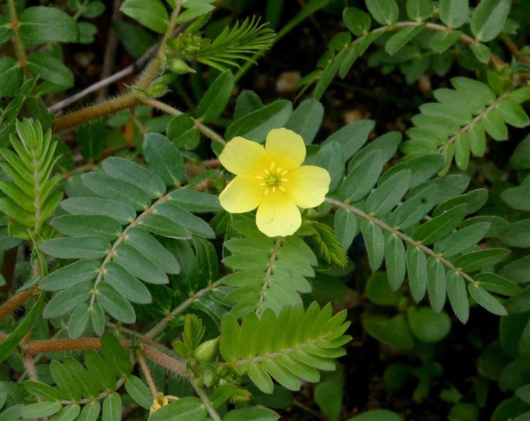 Fiore di tribulus terrestris