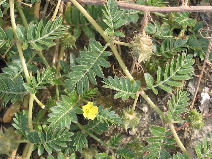 Pianta di tribulus terrestris