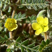 Tribulus terrestris fiorito