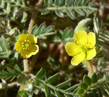 Tribulus terrestris fiorito