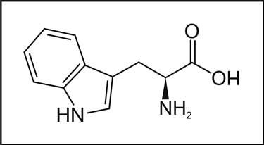 La struttura molecolare del triptofano  fonte http://elitenootropics.com