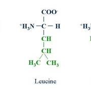 catene aminoacidi bcaa