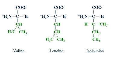 catene aminoacidi bcaa