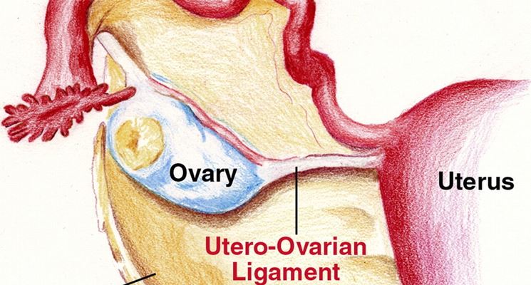 Ovaie anatomia