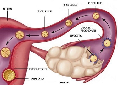 Ovulazione