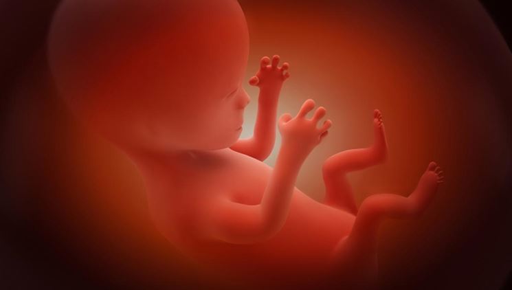 Ricorstruzione di un feto in utero