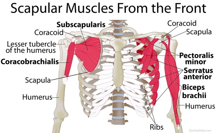 Muscolatura articolazione spalla