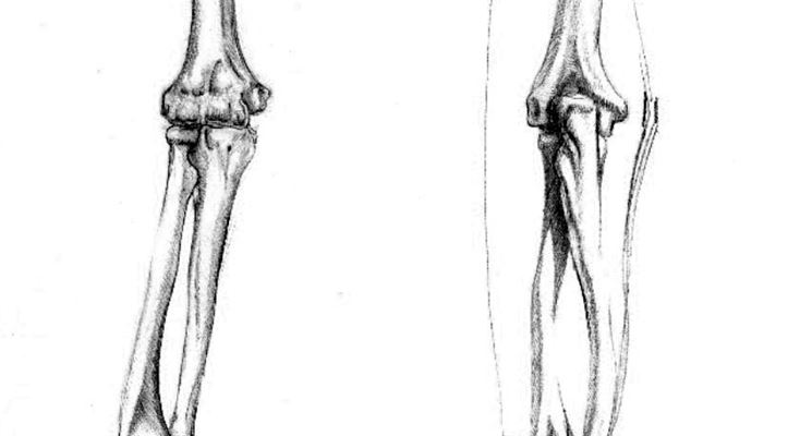 Illustrazione ossa braccio