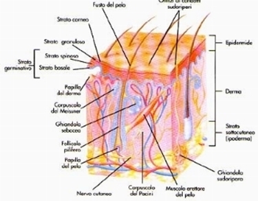 tre tessuti della pelle