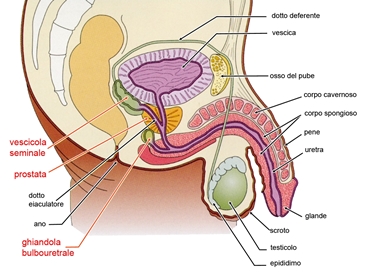 anatomia maschile