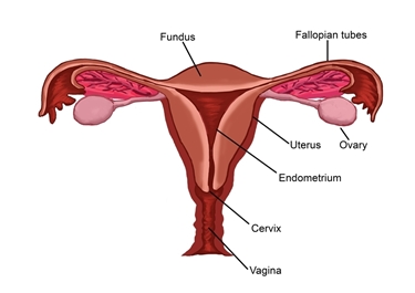 Apparato riproduttore femminile