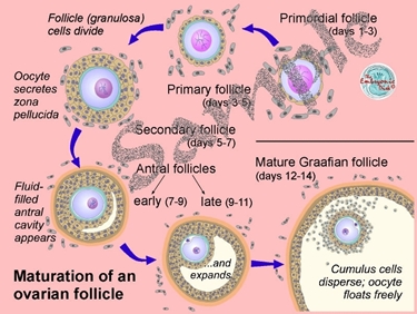 Maturazione del follicolo ovarico