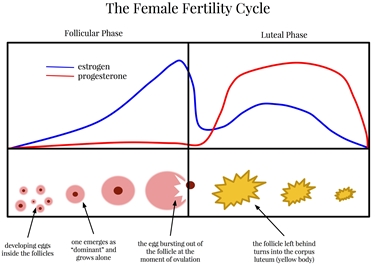 Il ciclo della fertilit femminile