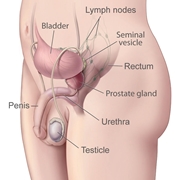 Posizione ghiandola prostatica