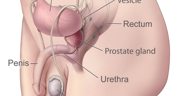 Posizione ghiandola prostatica