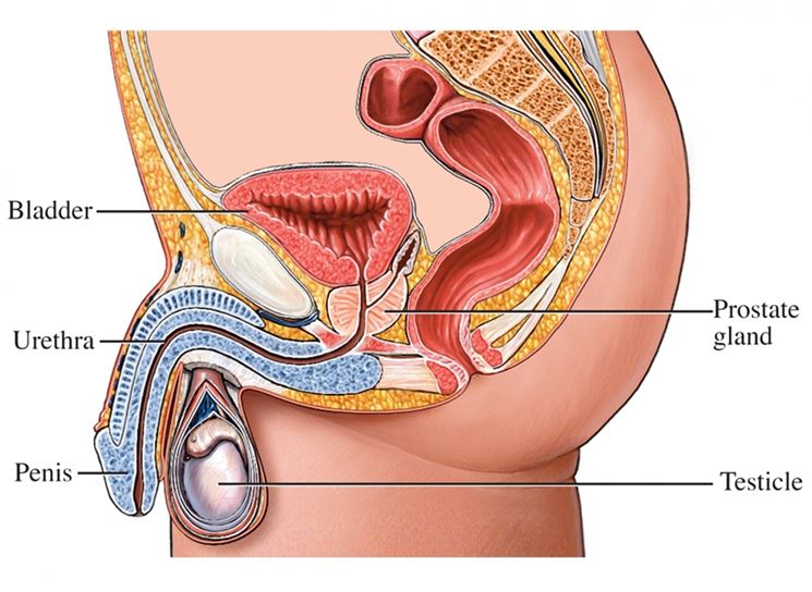 Localizzazione della prostata