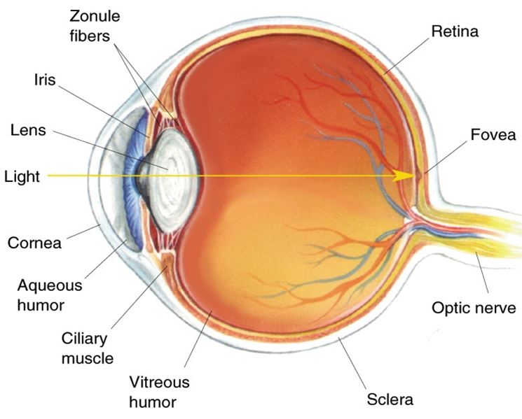 Cristallino anatomia occhio