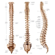 Visione della colonna vertebrale