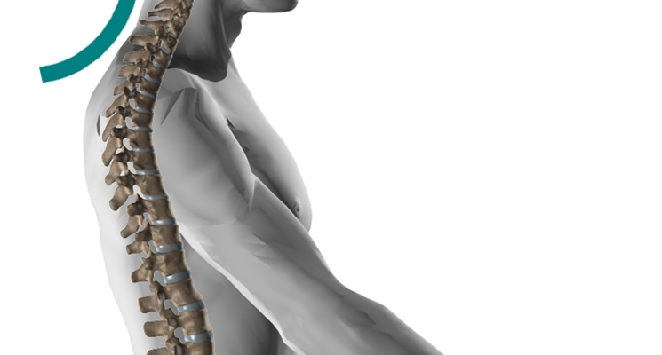 anatomia della colonna vertebrale